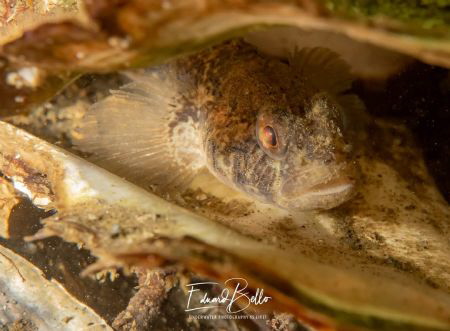 Gobius gobius negre, hidding in his favorite place, the o... by Eduard Bello 
