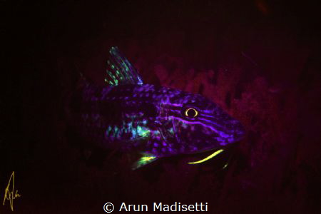 Spotted goatfish under blacklight by Arun Madisetti 