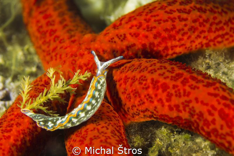 Nudi Thuridilla hopei on a red sea star by Michal Štros 