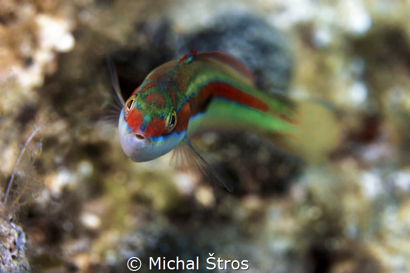 Curious Rainbow wrasse (Coris julis) by Michal Štros 