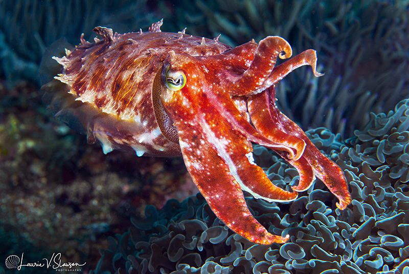 Broadclub Cuttlefish/Photographed with a Canon 60 mm macr... by Laurie Slawson 