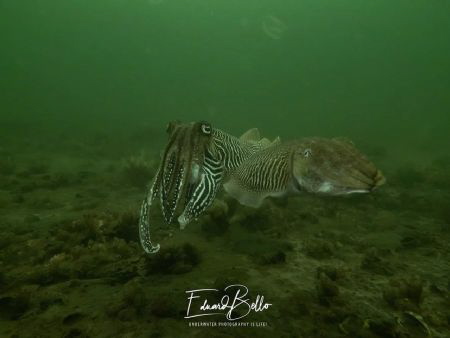 Couple cuttlefish, 2nd time thus summer, eggssetting duri... by Eduard Bello 