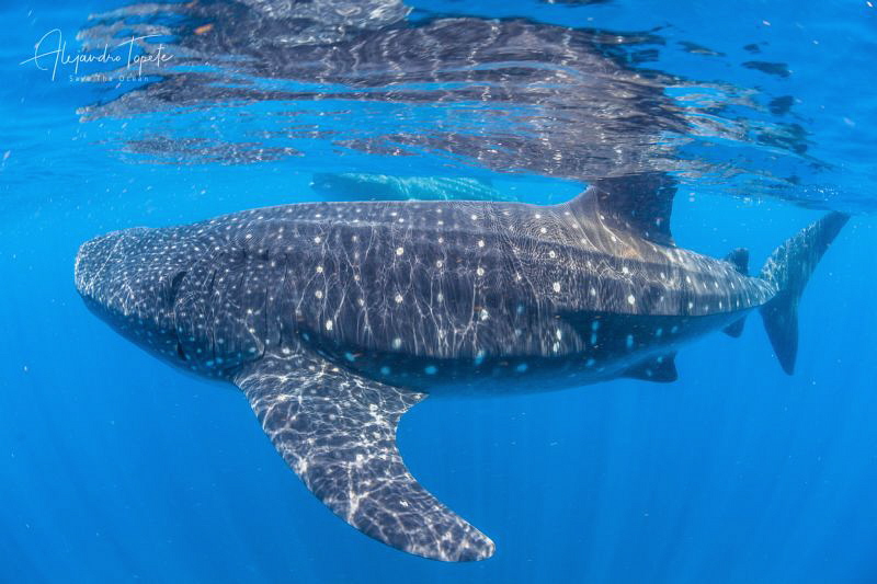 Whale Sharks in the blue, Isla Contoy México by Alejandro Topete 
