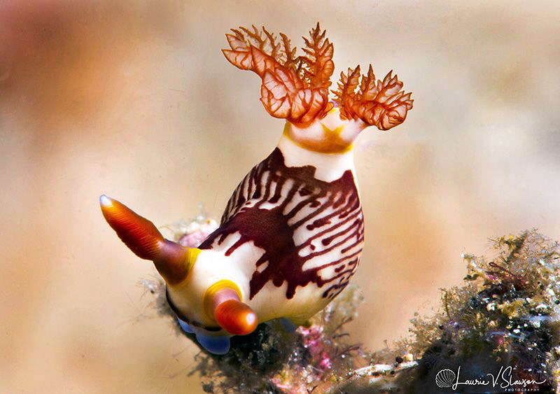 Juvenile Nembrotha lineolata/Photographed with a Canon 60... by Laurie Slawson 