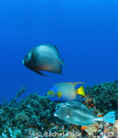 Trio of beauties: From top, we have a Grey Angelfish, a Q... by Rachel Price 
