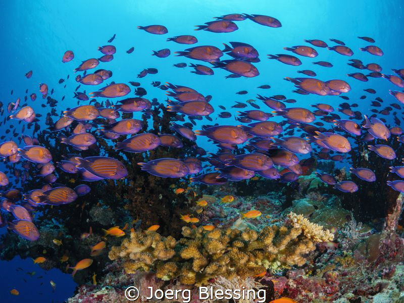 Juvenile Bristletooth surgeonfish were swarming Maldivian... by Joerg Blessing 