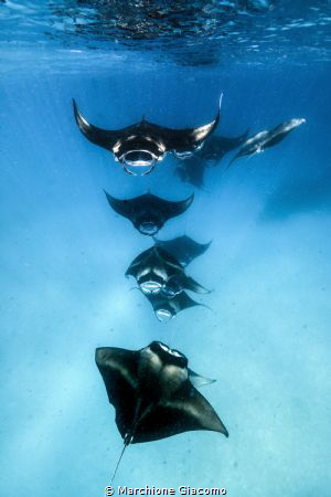 Laguna di Hanufaru , manta feeding frenzly by Marchione Giacomo 