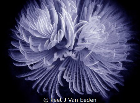 The beauty of  the Feather Duster Worm by Peet J Van Eeden 