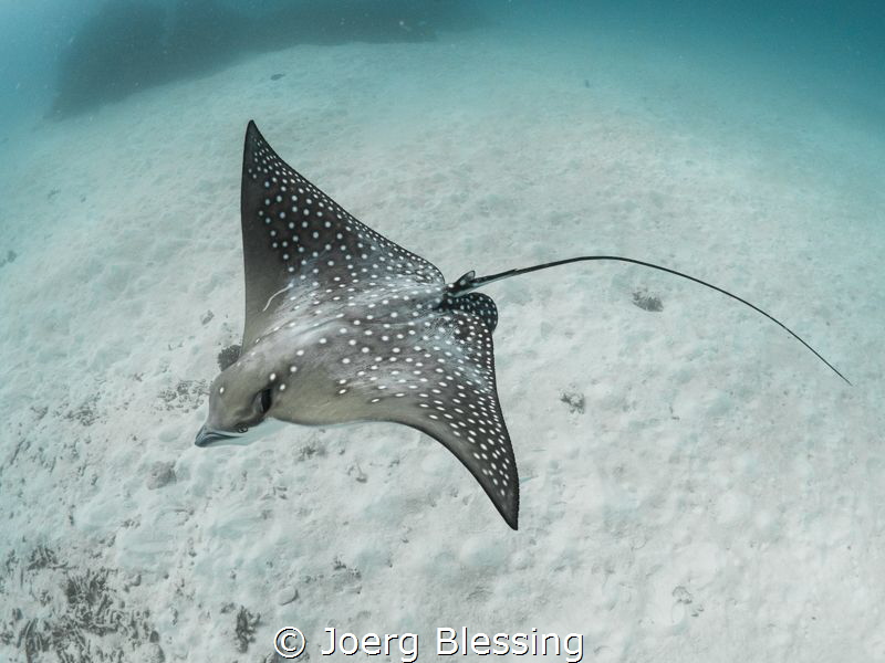 Freediving with this little eagle ray was pretty fun! by Joerg Blessing 