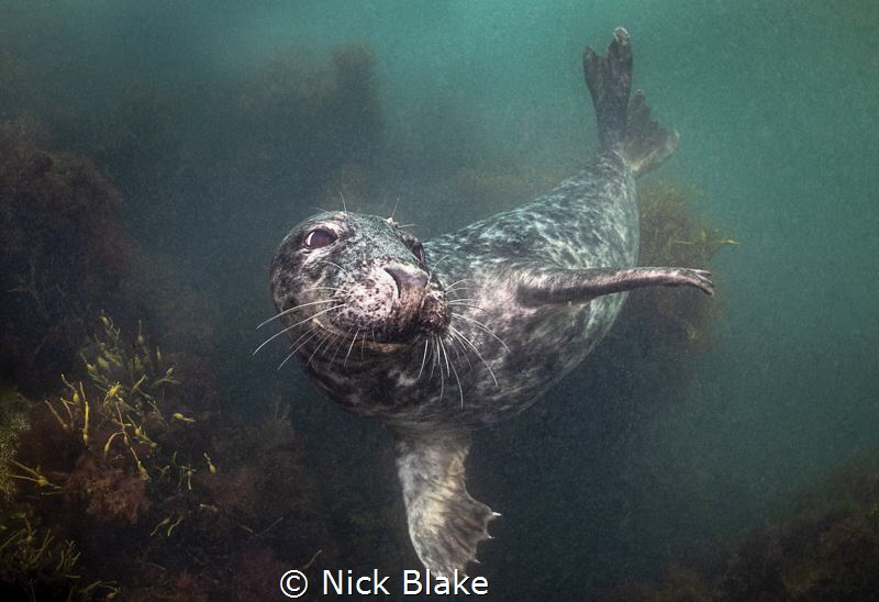 Grey Seal, Dalkey Island, Dublin Bay, Ireland
Nikon D810... by Nick Blake 
