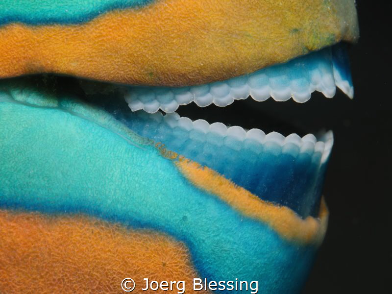 Fused teeth plates of a parrotfish, taken on a night dive... by Joerg Blessing 