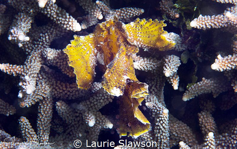 Leaf Scorpionfish/Photographed with a Canon 60 mm macro l... by Laurie Slawson 