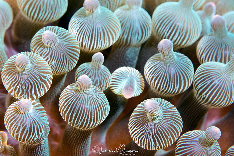 Bubbletip Anemones/Photographed with a Canon 100 mm macro... by Laurie Slawson 