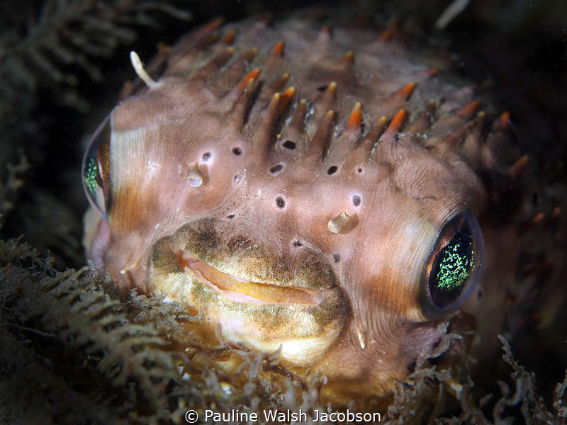 Balloonfish, Diodon holocanthus, Blue Heron Bridge, Florida by Pauline Walsh Jacobson 