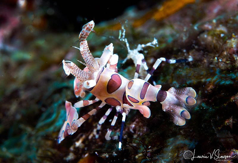 Harlequin shrimp/Photographed with a Canon 60 mm macro le... by Laurie Slawson 