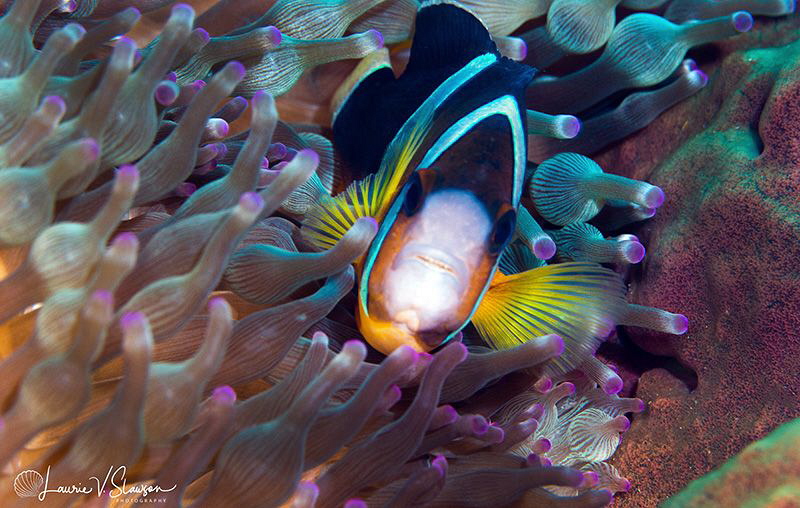 Clark's Anemonefish/Photographed with a Canon 100 mm macr... by Laurie Slawson 