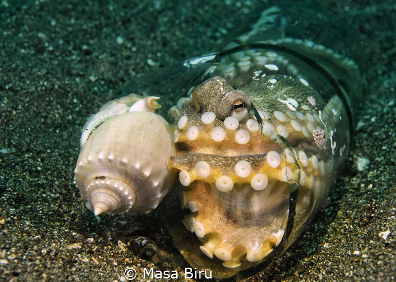 an octopus home in a botttle by Masa Biru 