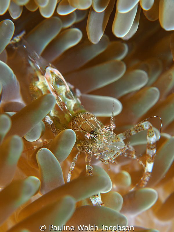 Sun Anemone Shrimp Periclimenes rathbunae, Lauderdale-by-... by Pauline Walsh Jacobson 