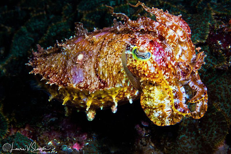 Cuttlefish/Photographed with a Canon 60 mm macro lens at ... by Laurie Slawson 