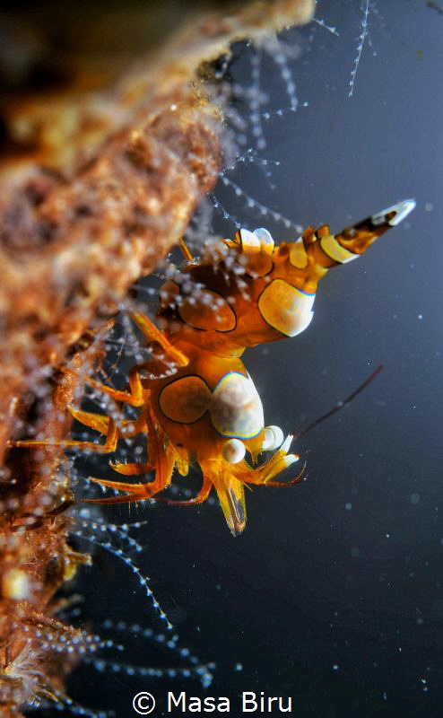 shrimp by Masa Biru 