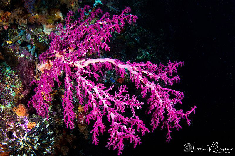 Coral/Photographed with a Tokina 10-17 mm fisheye lens at... by Laurie Slawson 