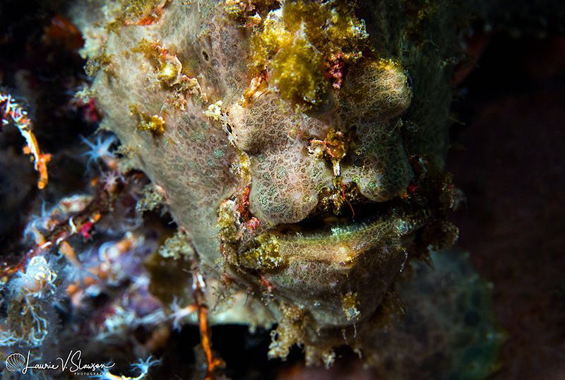 Frogfish/Photographed with a Canon 60 mm macro lens at Al... by Laurie Slawson 
