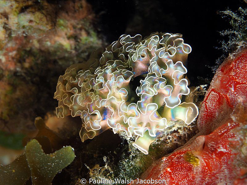 Lettuce Sea Slug, Elysia Crispata, Mingo Cay, U.S. Virgin... by Pauline Walsh Jacobson 