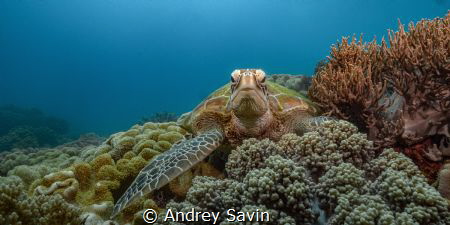 Green Turtle at Apo Island, Negros Oriental, Philippines... by Andrey Savin 