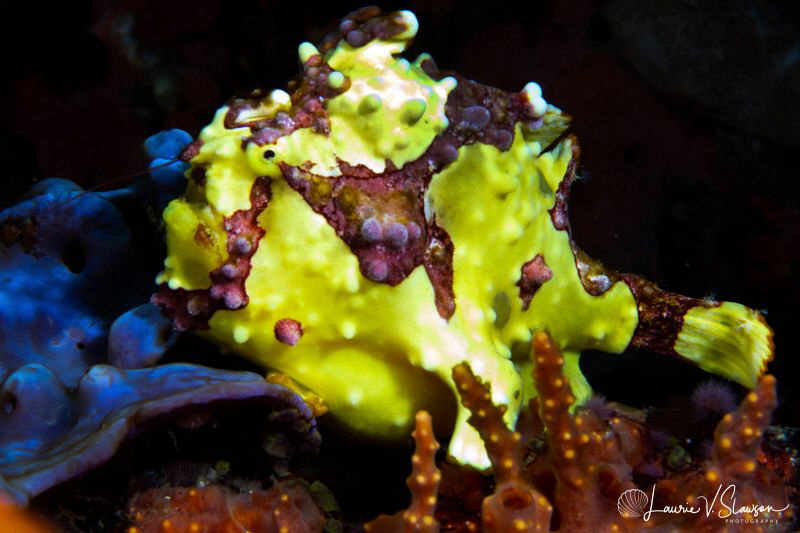 Painted frogfish/Photographed with a 60 mm macro lens at ... by Laurie Slawson 