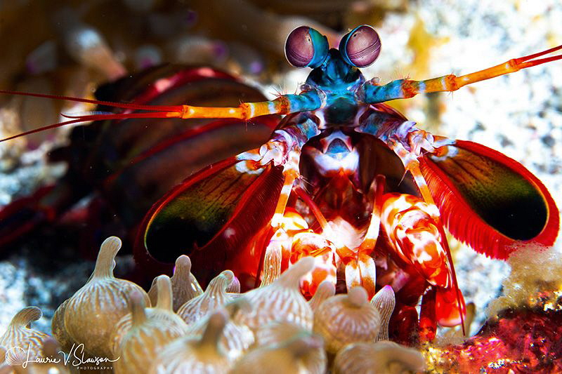 Peacock Mantis Shrimp/Photographed with a 60 mm macro len... by Laurie Slawson 