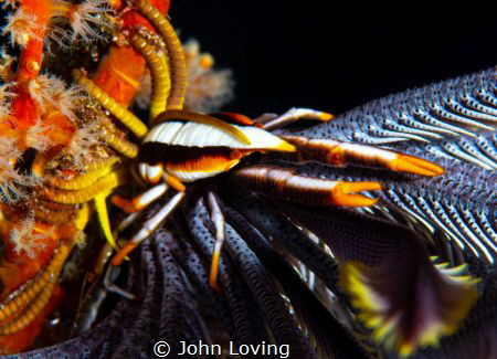 Squat Lobster by John Loving 