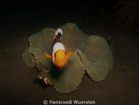 Clownfish share anemone with differents friends by Hansruedi Wuersten 
