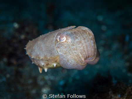 Goodnight, sweet prince...

Reef Cuttlefish - Sepia lat... by Stefan Follows 