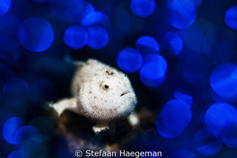 Frogfish by Stefaan Haegeman 