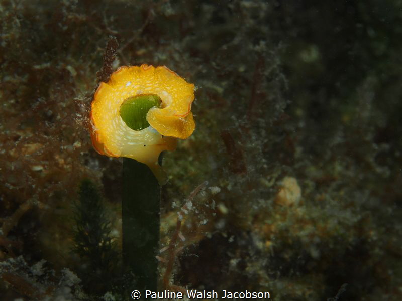 Juvenile Elysia clarki, a Sacoglossan Sea Slug, Key Largo... by Pauline Walsh Jacobson 