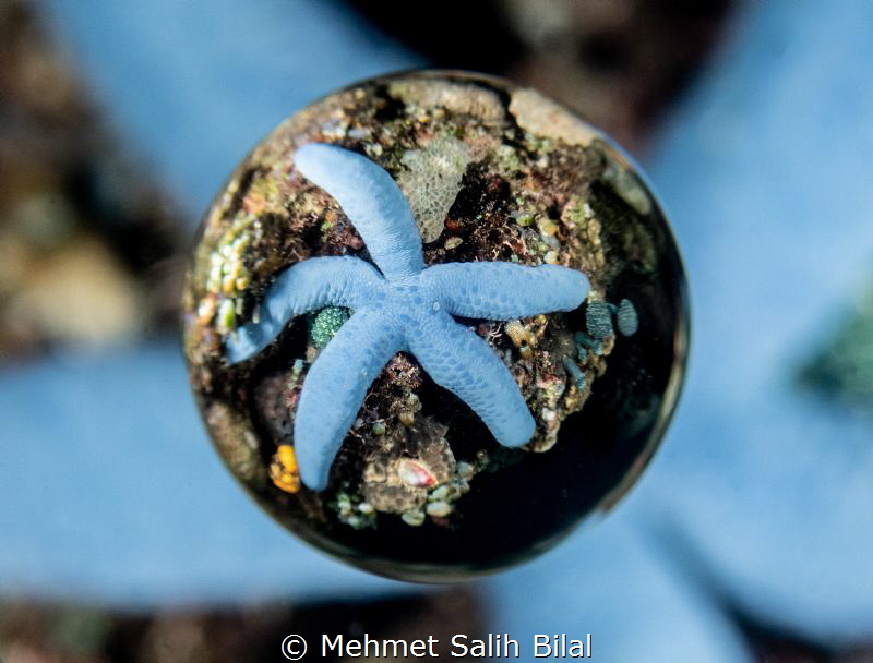 Blue starfish with Saga magic ball. by Mehmet Salih Bilal 