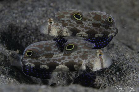Mixed Signals ( 2 x signal goby) by Morgan Riggs 