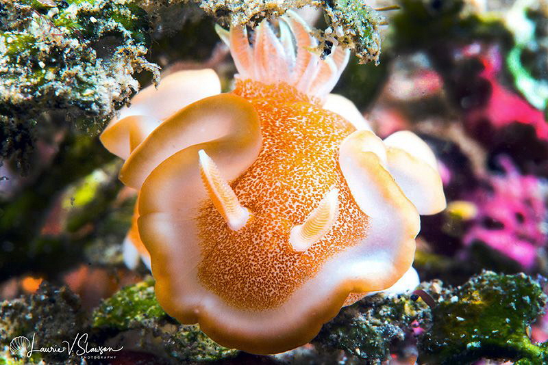Glossodoris rufomarginata/Photographed with a Canon 60 mm... by Laurie Slawson 