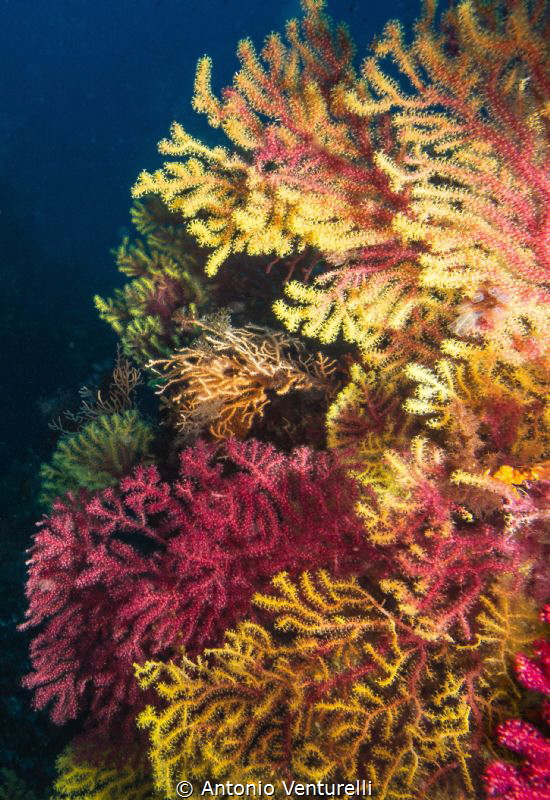 coloured gorgonians photographed at diving site named La ... by Antonio Venturelli 