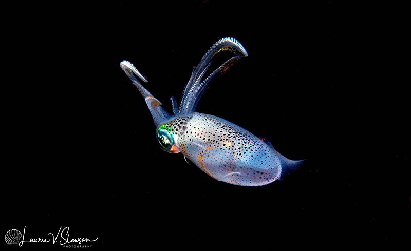 Bigfin Reef Squid/Photographed with a Canon 60 mm macro l... by Laurie Slawson 