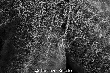 Hacelia attenuata, highlight of the skin by Lorenzo Buccio 
