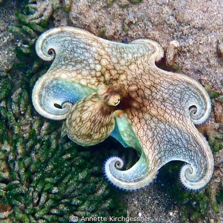 Octopus Encounter while Snorkeling by Annette Kirchgessner 