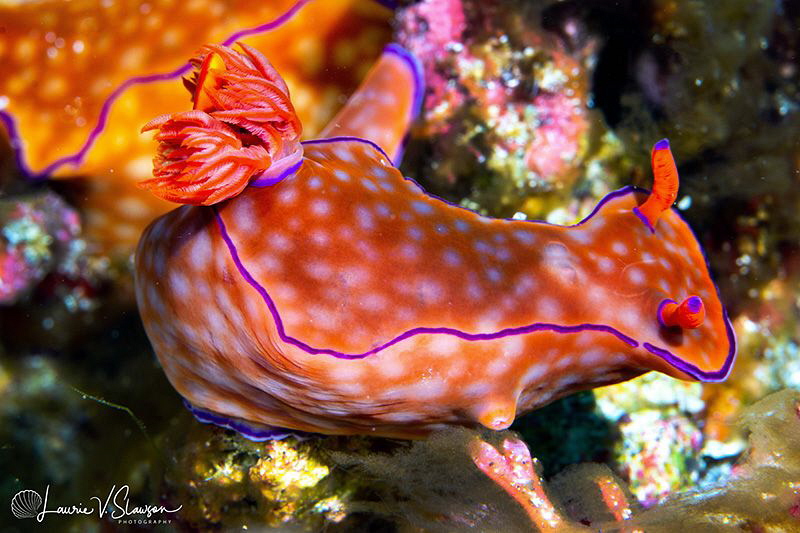 Ceratosoma sp./Photographed with a Canon 60 mm macro lens... by Laurie Slawson 