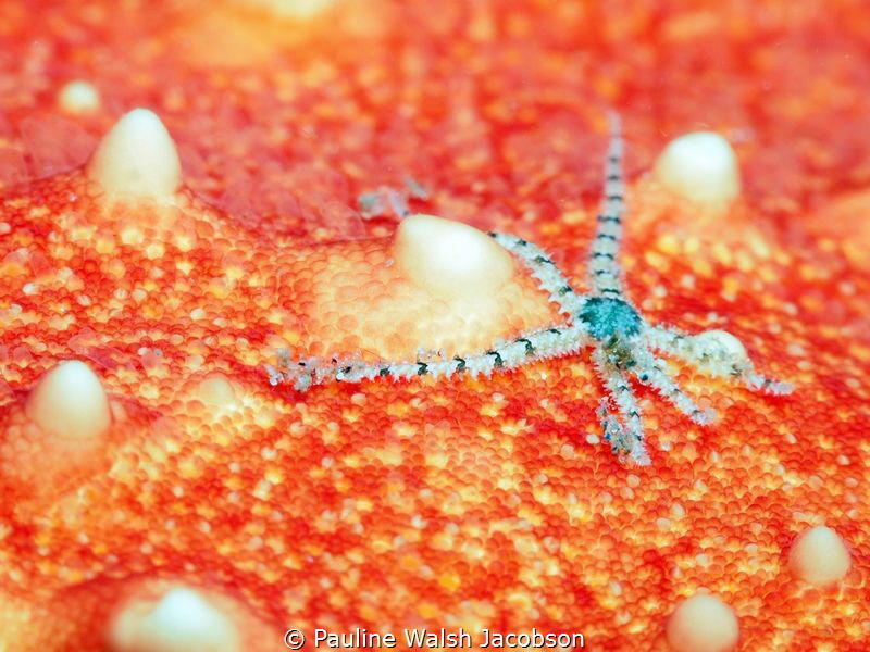 Tiny Brittle Star on a Cushion Sea Star, Blue Heron Bridg... by Pauline Walsh Jacobson 