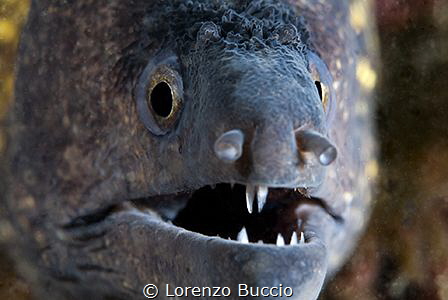 Muraene in his hole. note the little parasite in the mouth. by Lorenzo Buccio 