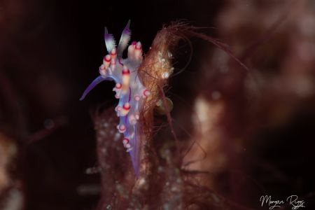 In the Wind - Flabellina by Morgan Riggs 