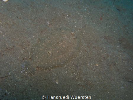 Not easy to see this flatfish when he not mouving by Hansruedi Wuersten 