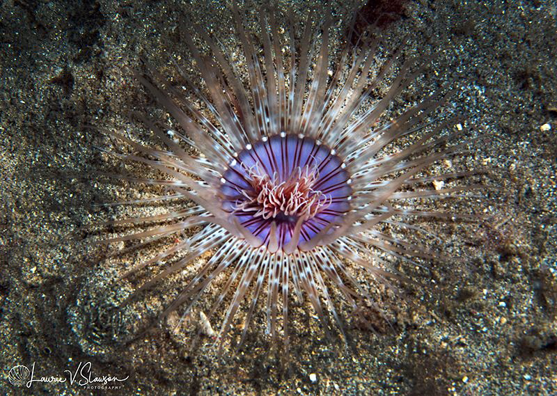 Bird's Eyeview of an Anemone/Photographed with a Canon 60... by Laurie Slawson 