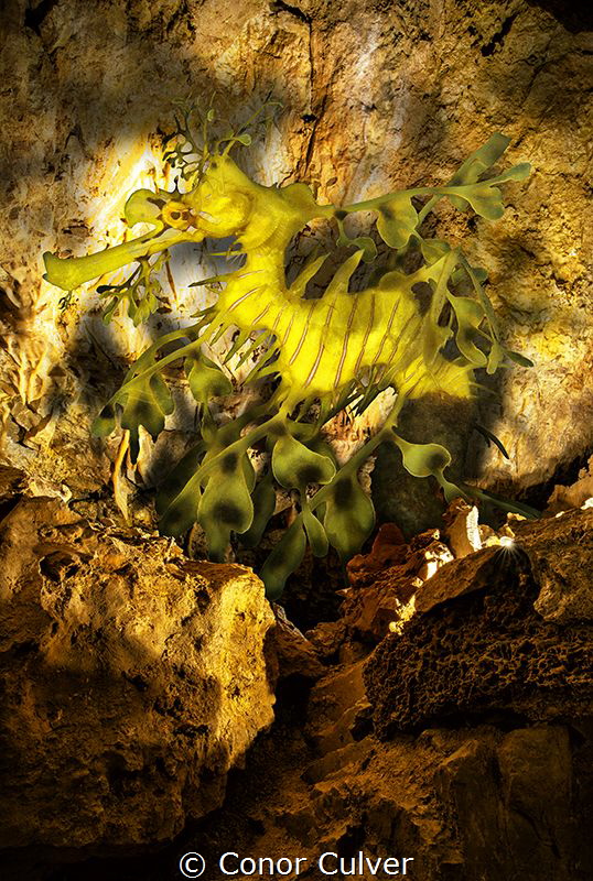 "Dragon Cave (Leafy Sea Dragon)" part of my Underwater Su... by Conor Culver 