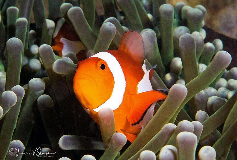 False Clown Anemonefish/Photographed with a Canon 60 mm m... by Laurie Slawson 